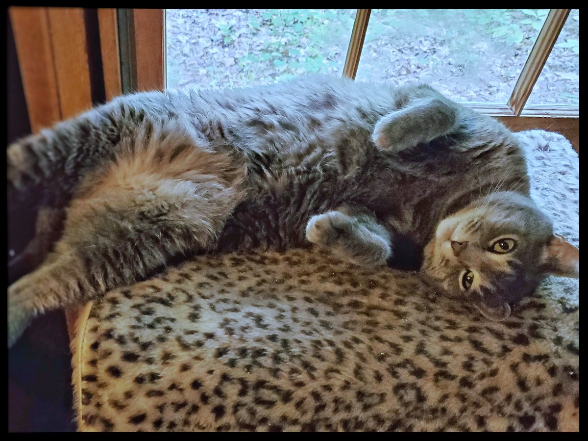 WyattMarlo's tweet photo. If someone was to say that I'm totally unprepared for Monday, I couldn't disagree. --Wyatt.
#CatsHateMondays #lazyday #sleepneeded #oddcatnap #cat #CatsOfTwitter https://t.co/kHz0qQIg5w
