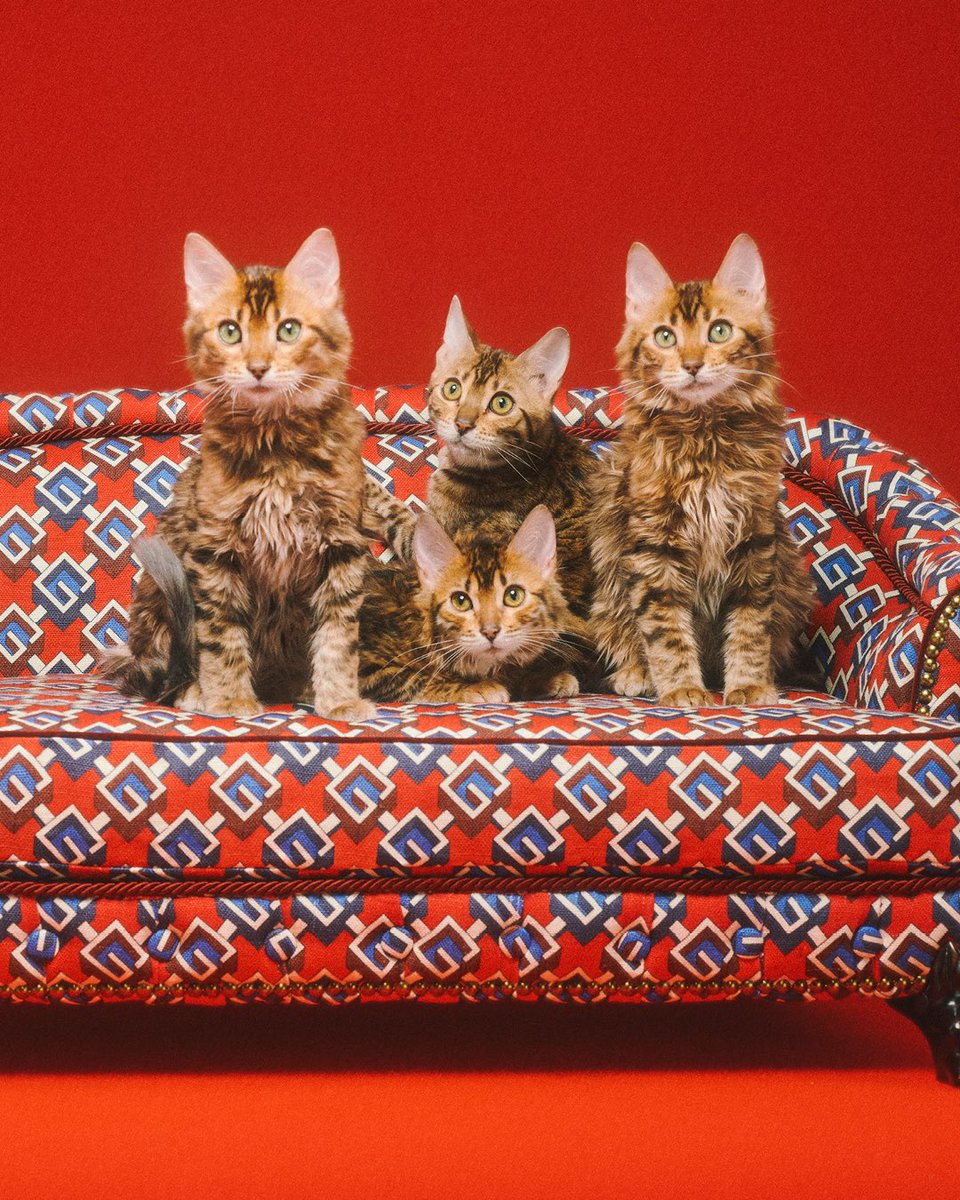 gucci's tweet photo. Continuing the narrative of surprise and delight that defines the #GucciLifestyle selection, the Gucci Pet Collection infuses the everyday with a magical aura. Discover more https://t.co/QiD3n2bb66 #GucciPets #AlessandroMichele https://t.co/Id1NS3n3Hx