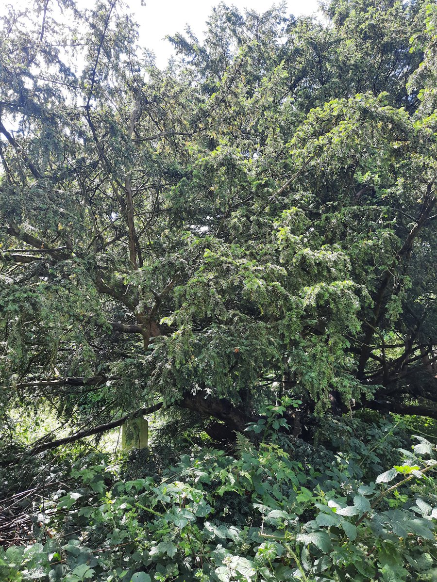 Day 27 #30DaysWild a fantastic yew tree in shaftesbury today