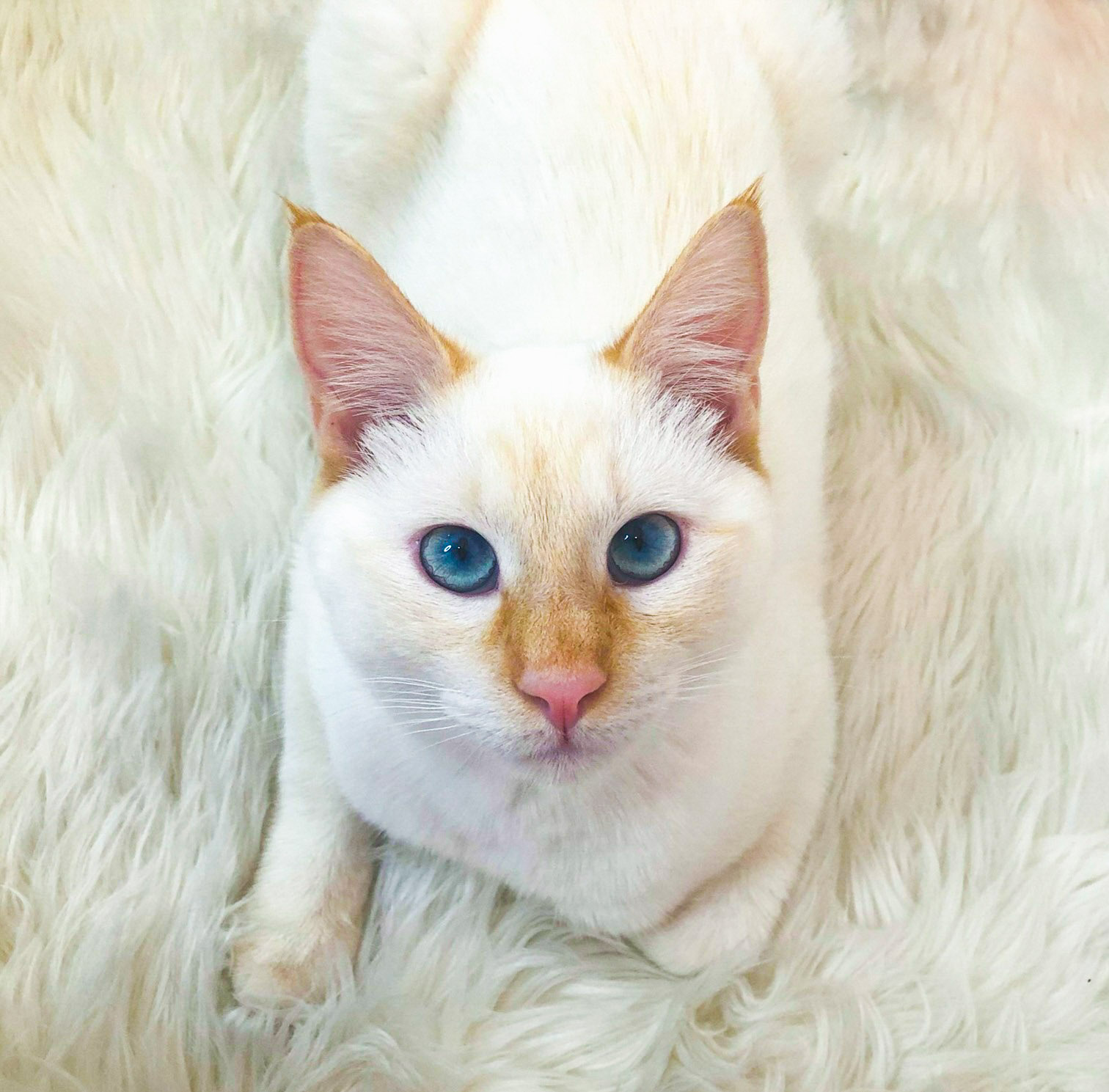 𝑽𝒊𝒙𝒆𝒏 𝑽𝒊𝒓𝒂𝒈𝒐 on Twitter "i love ALL cats but you get one siamese and