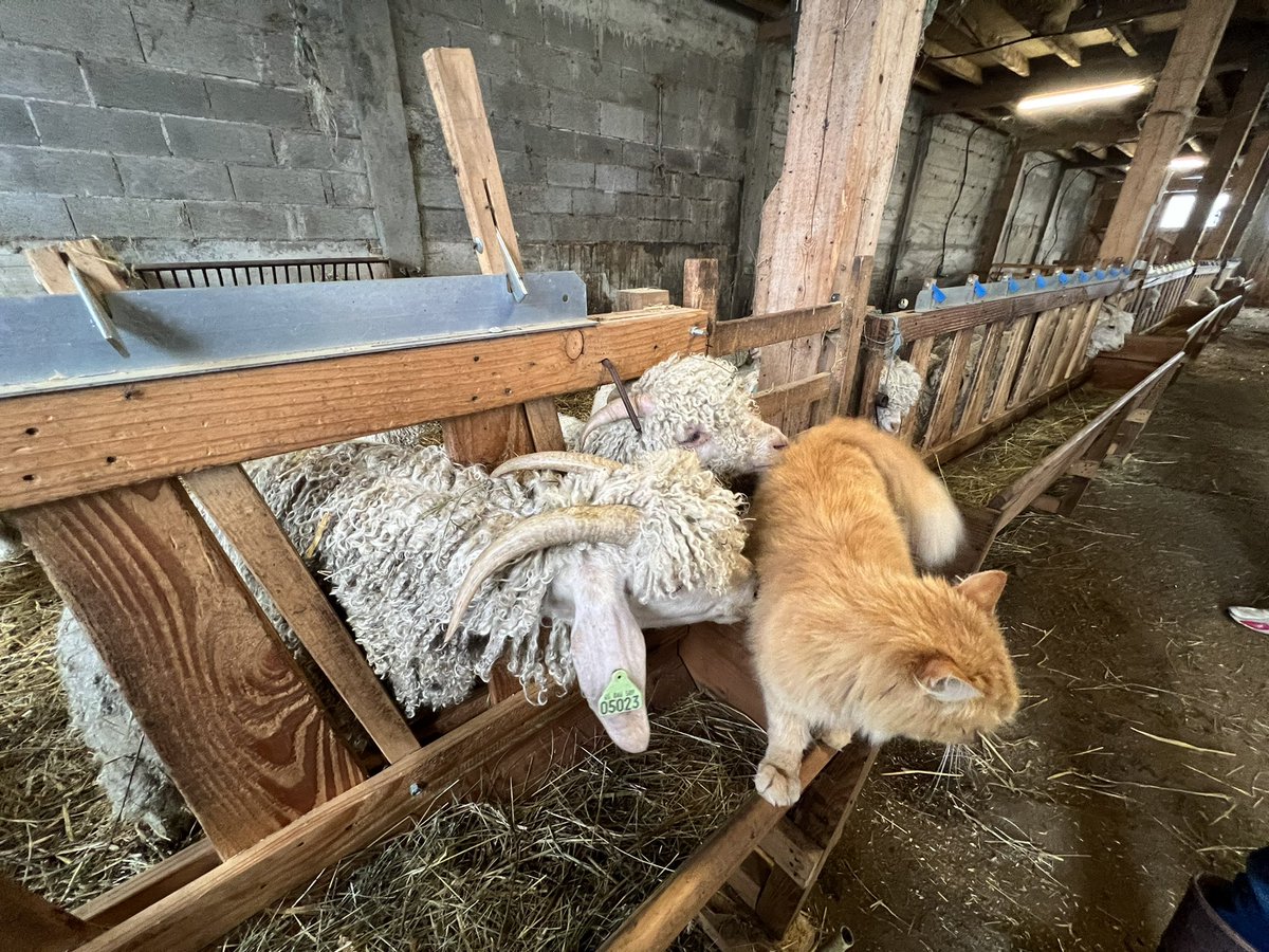 corinne_crabe's tweet photo. Les chèvres #angora de #celine à #aulon #aure #pyrenees #chevrerie #mohair #laine https://t.co/D1sVxvHyQd