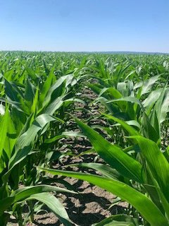SeedNEWS4You's tweet photo. 6061 has a GLOW in Elk Point, SD πͺπ½π #getPERFORMANCE https://t.co/8x4dz5C0Bq