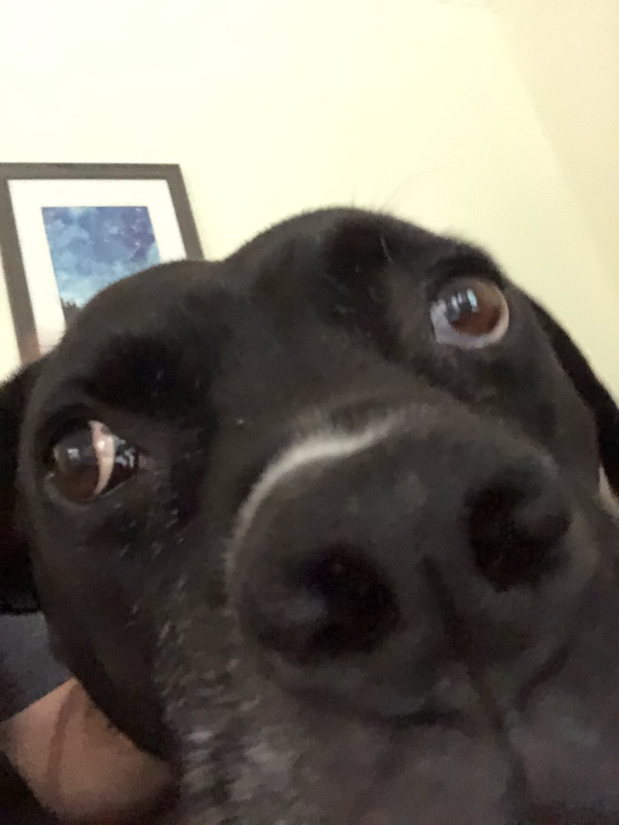k9kayaks's tweet photo. Damon 💭 Here’s a #Boop to all my #FurBuddies out there 🐾🐾❤️
#DogsOfTwitter 
#Boxador
#Boxadorable
#BigMoose https://t.co/Y5vAKpNnFo