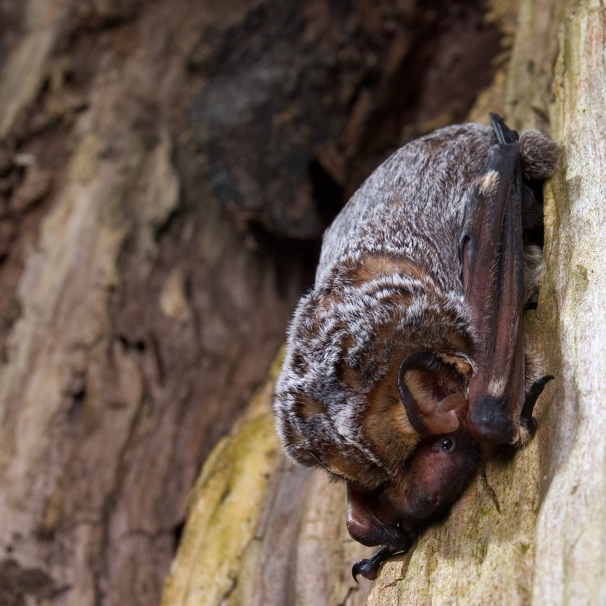 BatConIntl's tweet photo. If you're feeling upside down, I hope this cute bat cheers you up. 

🦇 hoary bat
📷 Michael Durham/Minden Pictures https://t.co/DV06bjmKcg
