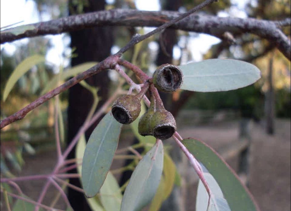 Hot off the press! 
New article in The <a href="/ConversationEDU/">The Conversation - Australia + New Zealand</a> on how #remotesensing &amp; #genomics can support holistic approaches to ecosystem restoration. 
Incl. new review + research
w/<a href="/_MBreed/">Martin Breed</a> <a href="/suze/">Suzanne Mavoa</a> <a href="/_PAHarrison/">PeterAHarrison</a> <a href="/jakkimohr/">jakkimohr</a>. Ed: <a href="/antheabatsakis/">Anthea Batsakis</a>
🧬🛰🌳🪲🦠🐻🦅🐸
theconversation.com/amp/drones-and…