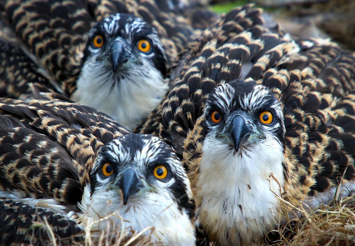 DyfiOspreys's tweet photo. All three chicks are doing well as they approach five weeks old. Later this week we will be ringing and naming them. All girls? All boys? Or a mix of both? https://t.co/wnU7cLBPmX