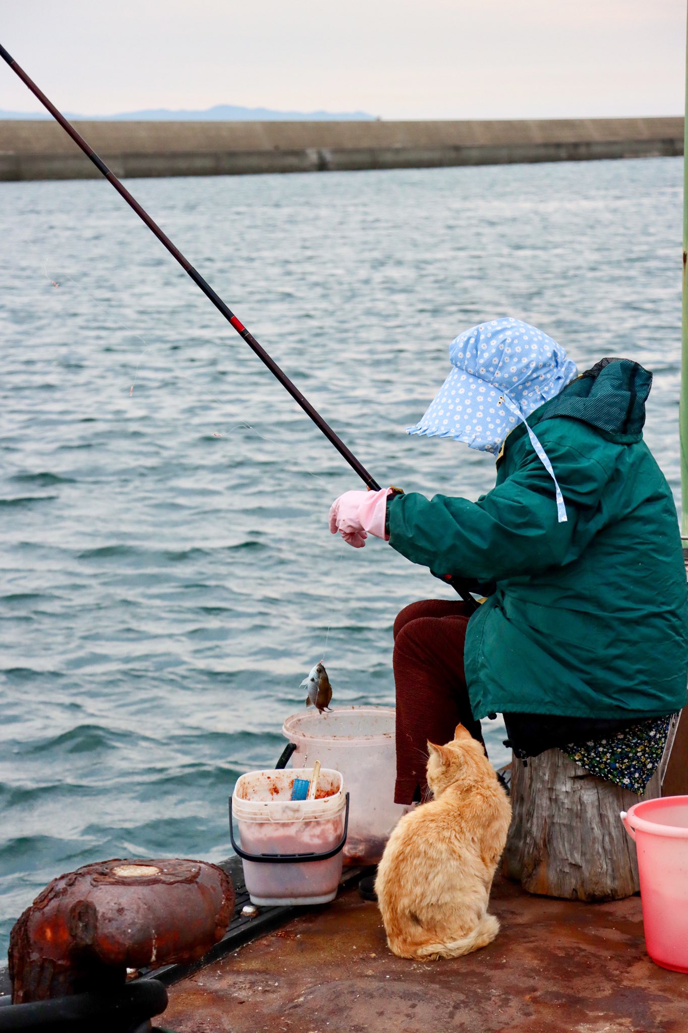 تويتر ねころびカフェ Nekorobi Cafe على تويتر 1日1猫 Meow Of The Day 晩飯キター 湯島猫応援 アマゾン欲しいものリストはこちら T Co Etko2j4dhi シマ ねこ 猫 自由猫 猫島 島猫 湯島 上天草 熊本 Cat Catisland Kamiamakusa