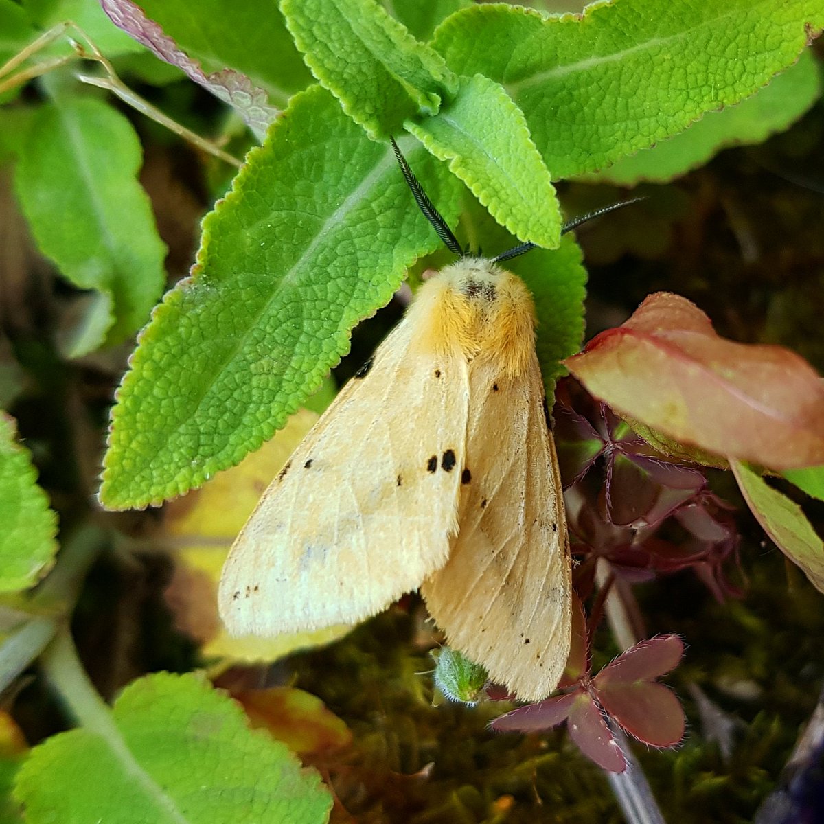 C_Forrest_King's tweet photo. DAY 26 - #30dayswild I've been catching up with my garden moth records over the weekend from the other night. 15 species and counting identified so far from one night!

Pictured: Buff Ermine (Spilosoma luteum)

#mothsuk #buffermine @30DaysWild https://t.co/lE8ZMXNwok