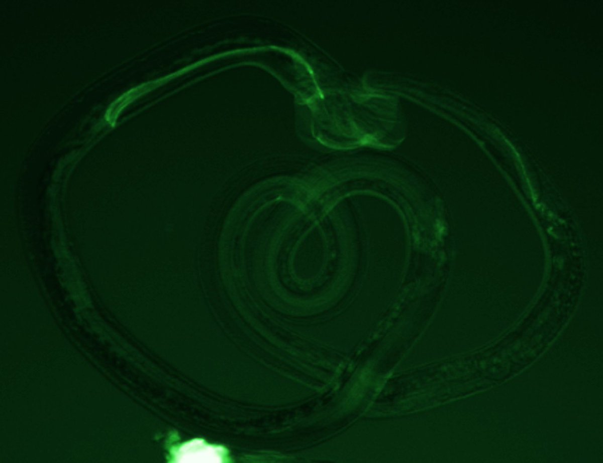 Dr Constance Finney (@constancefinney) on Twitter photo Heligmosomoides polygyrus male showing its appreciation for pride month! @jdwasmuth <a href="/HPI_network/">Host-Parasite Interactions</a> @PeronaLab <a href="/meeragohnair/">Meera Nair</a> Heligmosomoides polygyrus male showing its appreciation for pride month! @jdwasmuth <a href="/HPI_network/">Host-Parasite Interactions</a> @PeronaLab <a href="/meeragohnair/">Meera Nair</a>