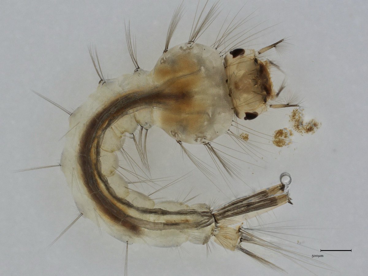 LilithSouth's tweet photo. A two tailed beast!
This Culex quinquefasciatus larval mosquito moved its siphon during a z-stack acquisition. @Entomology_UGA #mosquitoes https://t.co/W2InNniMFj