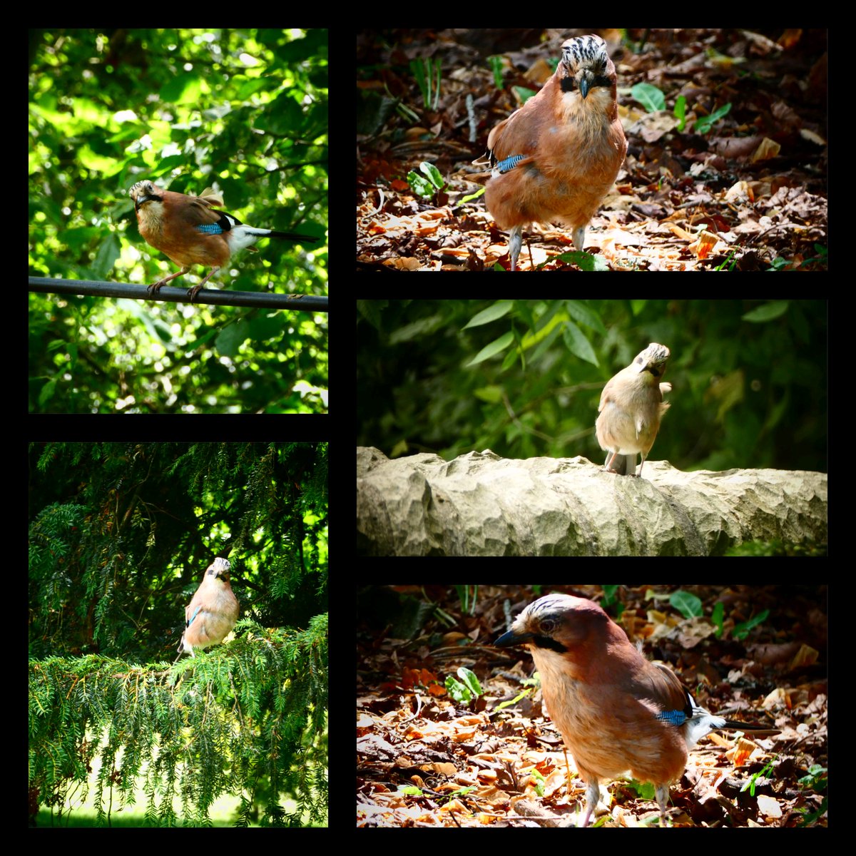 judiththomas4's tweet photo. Had to chase the jay away from my garden as I caught it red-beaked trying to snaffle the baby bluetits but enjoy seeing them in @buteparkcardiff love how they stare back at me 😁 #jays #birdwatching #humanwatching https://t.co/9kfGB8U50W