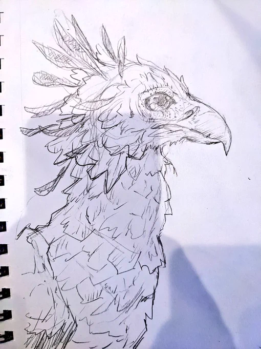 Drawing birds at work, give me some cools ones to draw 
