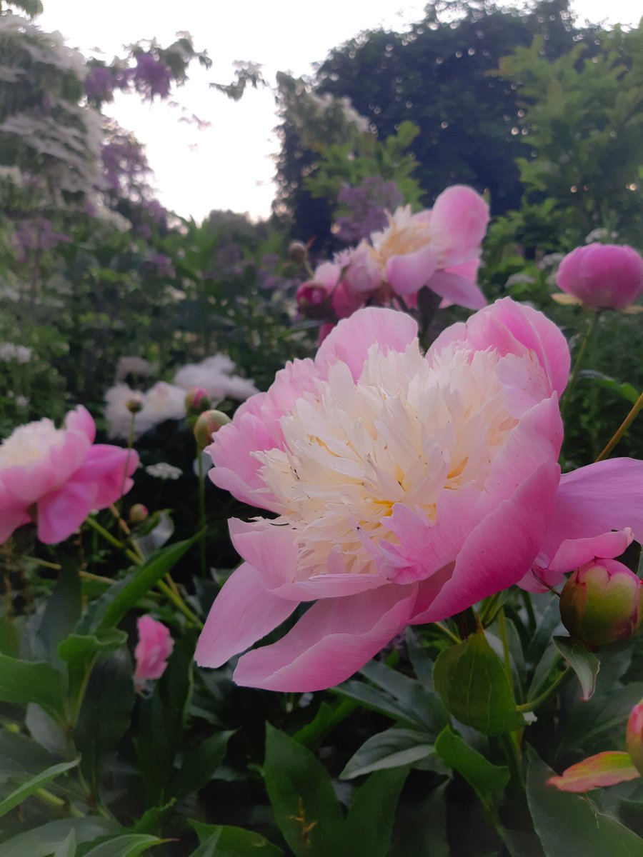 LotteTruelsen's tweet photo. Just about all my Peonies are flowering now 😍 This pretty one  is Peony Bowl of Beauty 🌸
#Flowers #peony
#gardening https://t.co/6F5RifMEDI