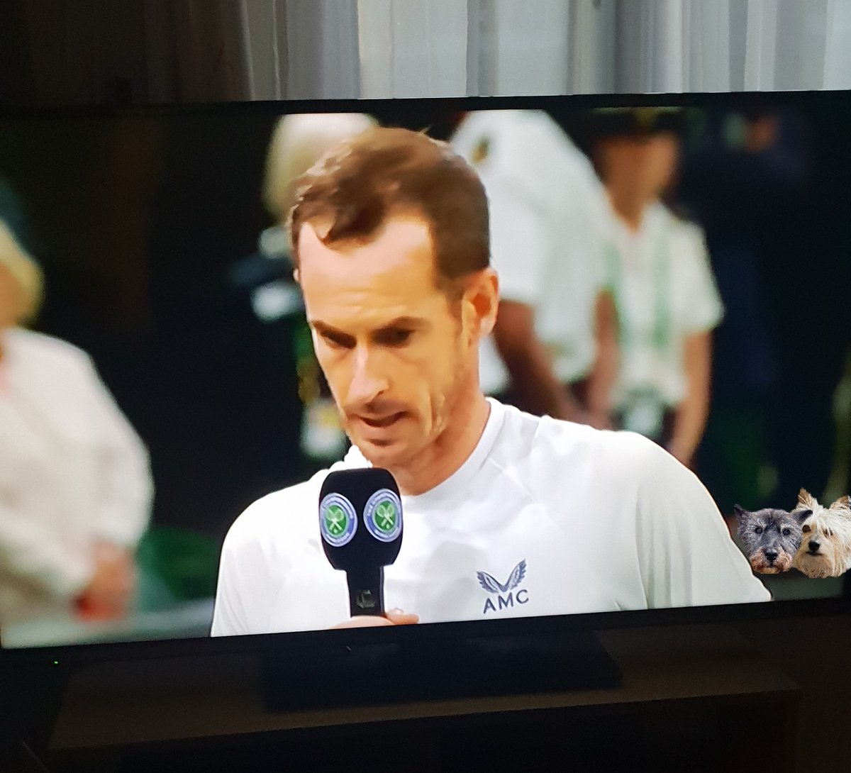 jennystape's tweet photo. Wow bestie look at those two really handsome doglets in the crowd at Wimbledon today!
#WellDoneAndy #AndyMurray #Win
@NormanTheCairn #BovverBoys https://t.co/Acw1Ai1wCt