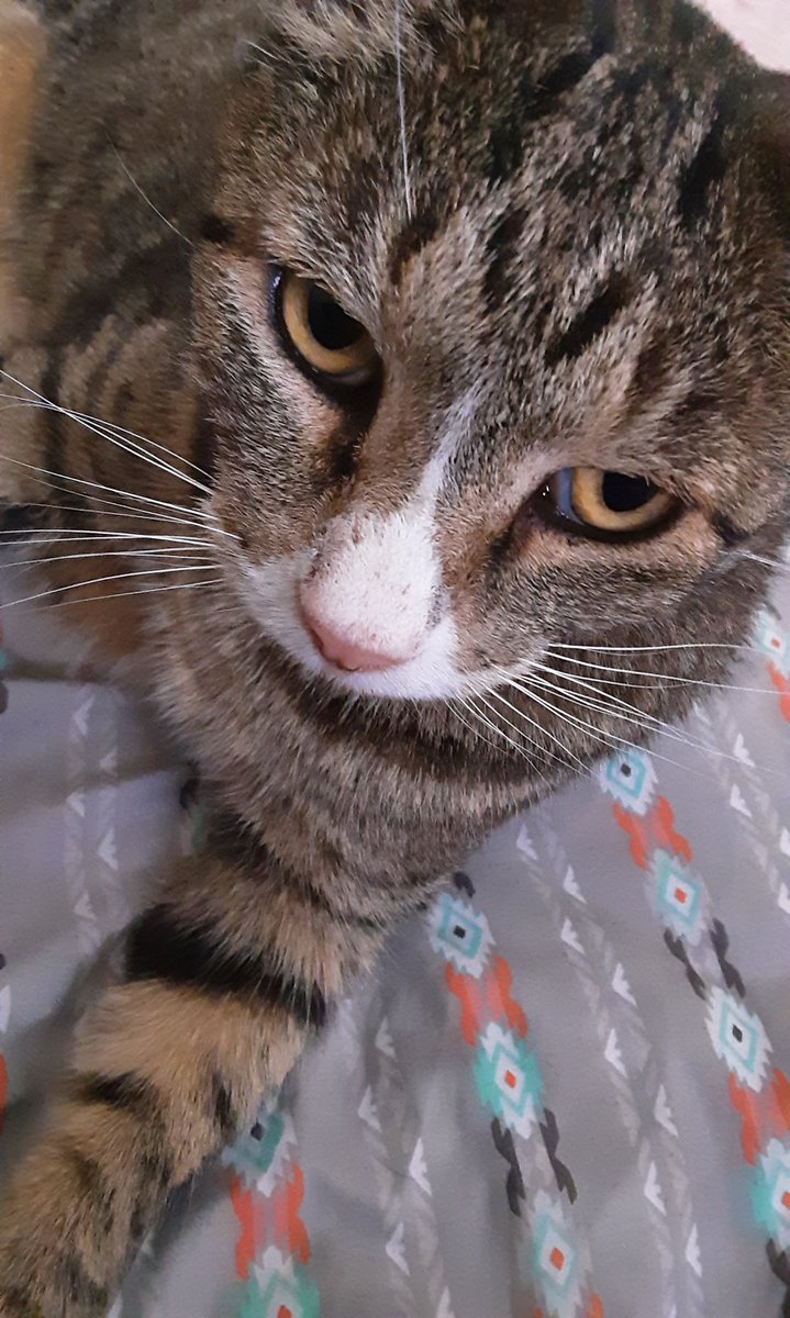 It's over 100 degrees out-- I brought the neighborhood cat inside without anyone knowing LOL 😭😭😭😭😭😭