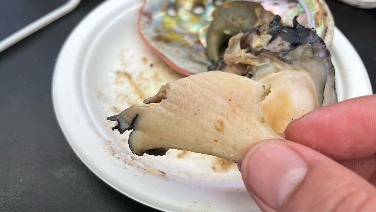 chefjohnnywang's tweet image. #Liveabalone at my local #abalonefarm. Helping develop business model and menu. #Abalone this fresh is unmatched in flavor and texture. #freshabalone #freshseafood #liveseafood #freshshellfish