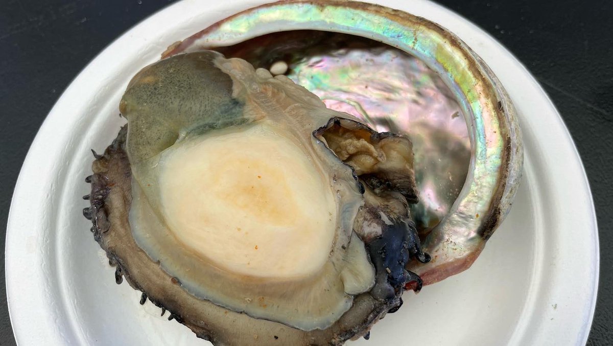 chefjohnnywang's tweet image. #Liveabalone at my local #abalonefarm. Helping develop business model and menu. #Abalone this fresh is unmatched in flavor and texture. #freshabalone #freshseafood #liveseafood #freshshellfish