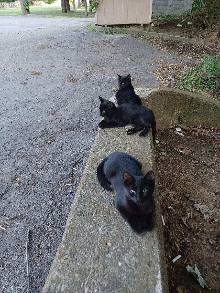 greendynamics1's tweet photo. My rig has been broke down for about a week now. Found these guys living under a shed behind the motel.  I have been feeding them tuna every night. Only the one girl will let me pet her but won't let me pick her up. I will miss them.  I wish I could save them all!!!
 😭😭😭 https://t.co/1lR9zSwiJx