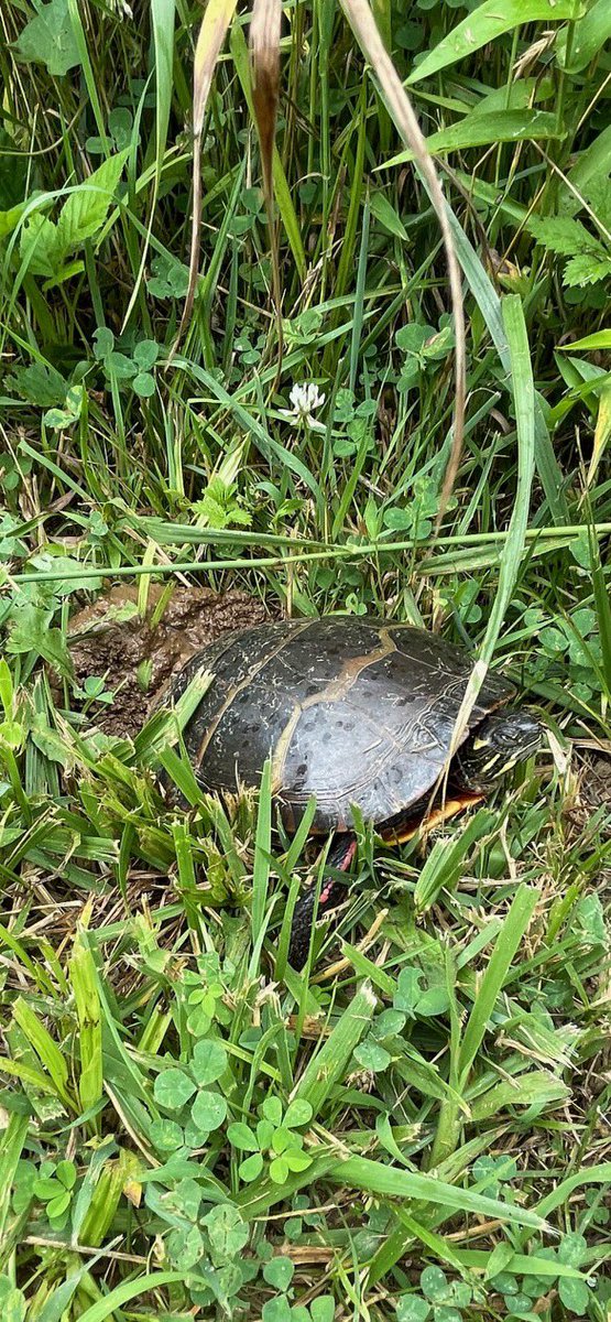 CCPSESOLTeam tweet media