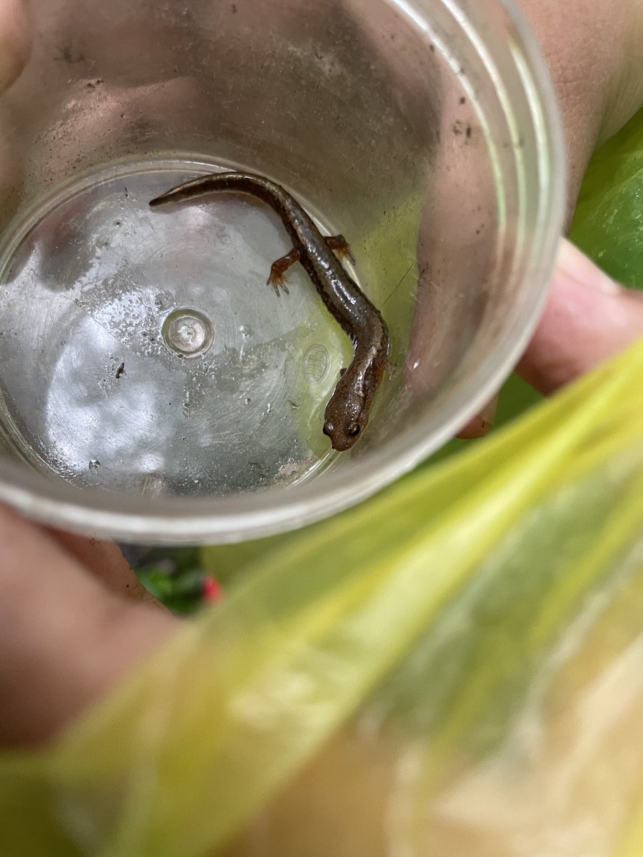 CCPSESOLTeam tweet media