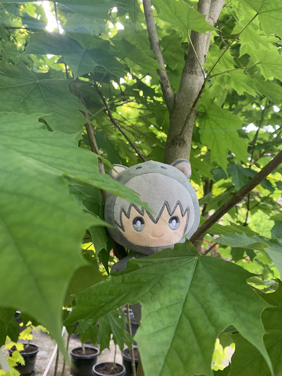 Ayames_babe's tweet photo. Yuki goes everywhere with me https://t.co/u678kN2OST