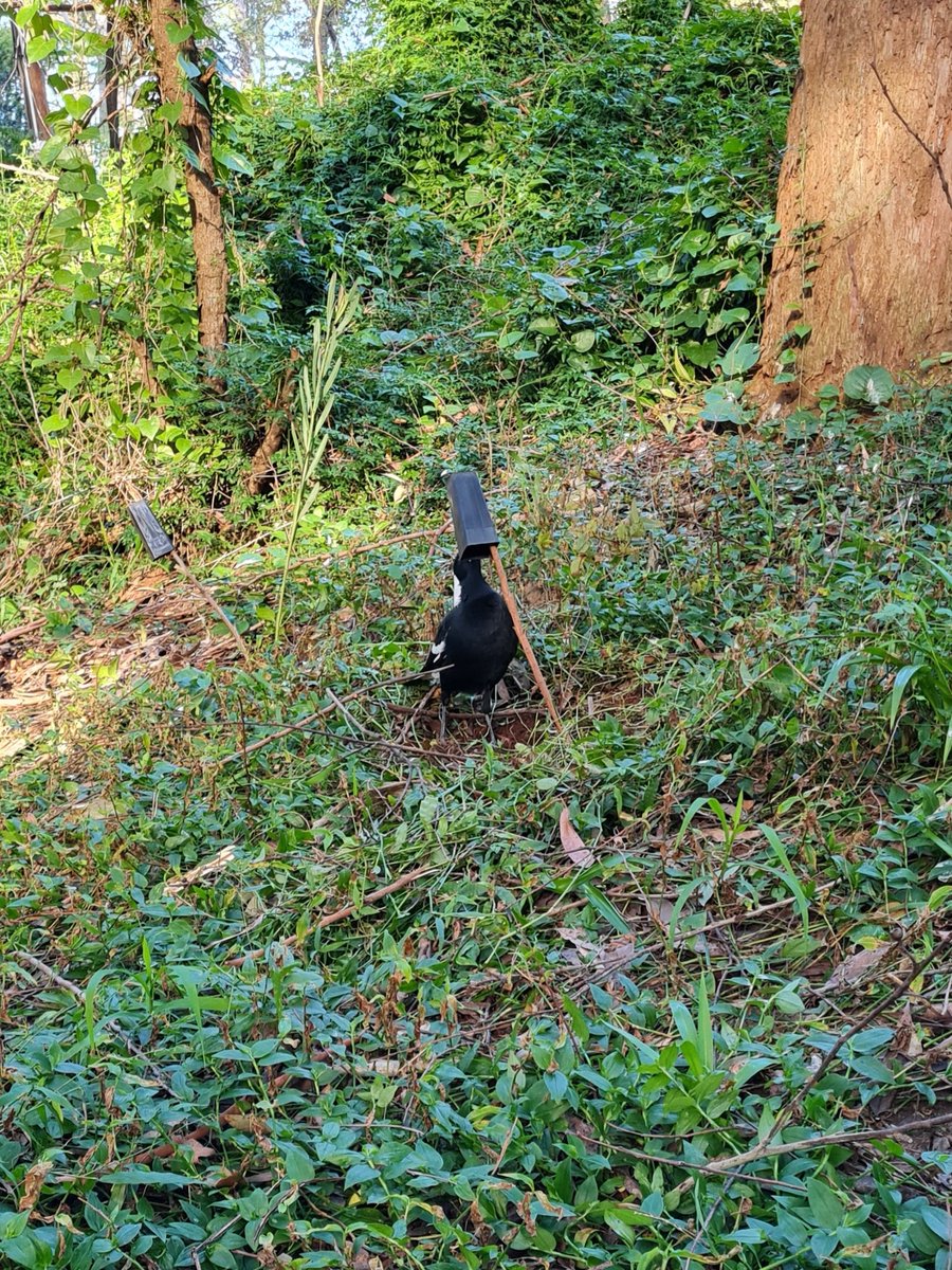 fanbirdthoughts's tweet photo. some magpies came to help us with our planting this morning! they made a very thorough inspection https://t.co/7kEP32UD54