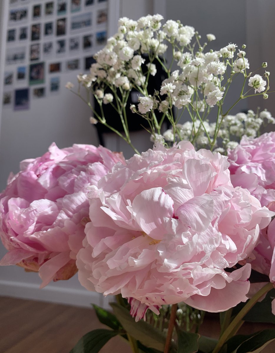 abrillozadaa's tweet photo. My peonies look gorg 🥹🫶🏽 https://t.co/6cQQMPmZLC
