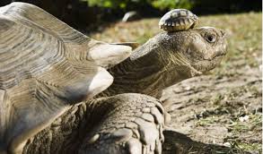 tortugapancoe's tweet photo. Quiero dedicarle un twitt a mi papá ya que hoy es cumple, felices 60 pa. 

(foto de yo y mi viejo) https://t.co/3GQAdi1sjC