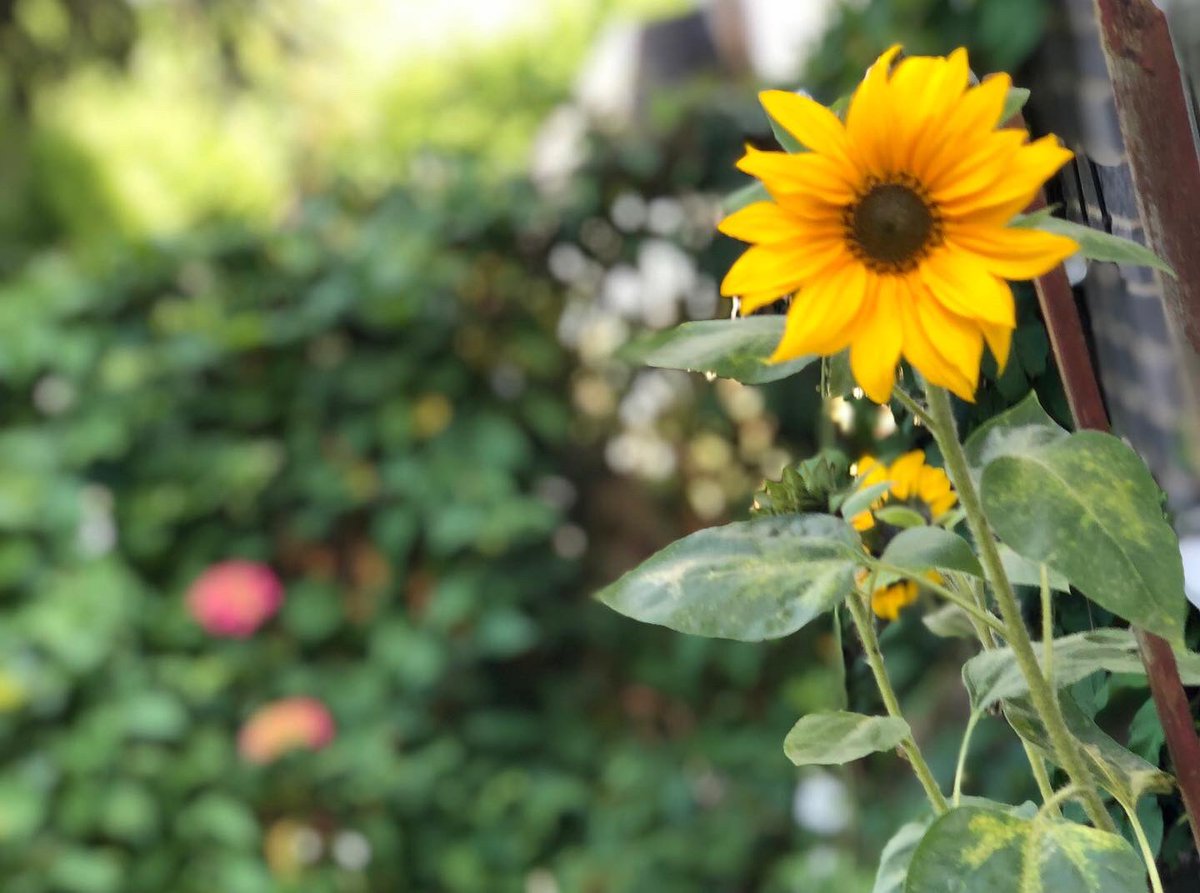 In March my 3 yr old daughter brought home a seed from nursery for us to grow. I've never been good at anything to do with gardening &amp; was actually worried I'd let her down. Today we have a sunflower! &amp; a relieved busy Mum who always worries about getting it all wrong
#workingmum