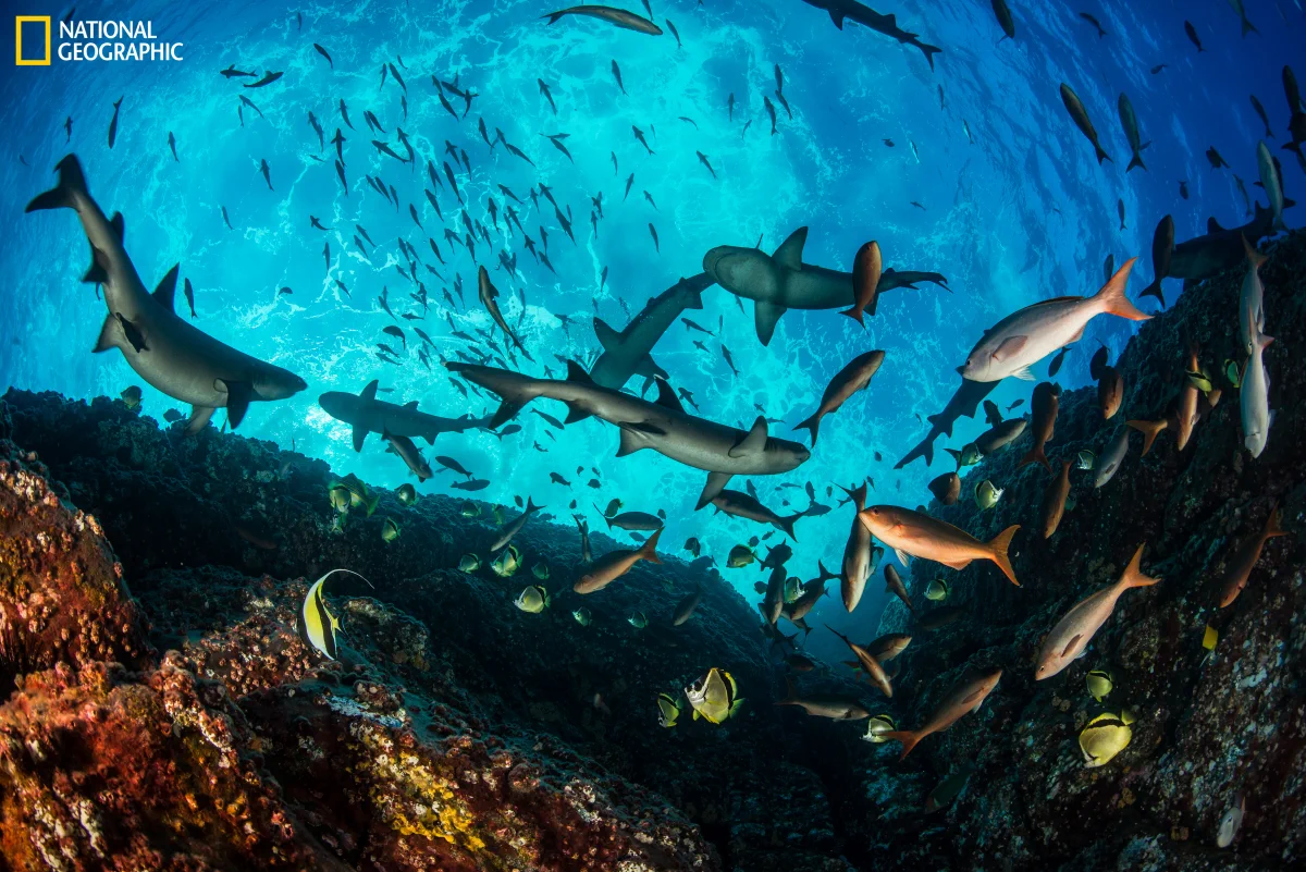 Sharks and fish swim along the edge of a coral reef.
