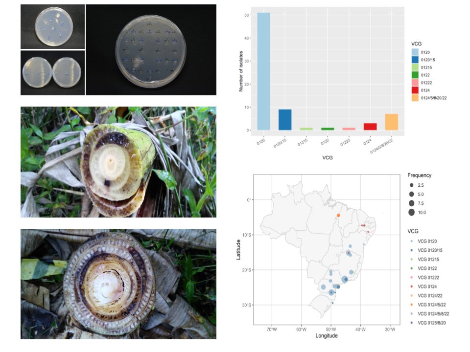 Very pleased to share my first paper on #FusariumWilt in #banana, now as First Look in <a href="/PhytopathologyJ/">Phytopathology®</a>!
apsjournals.apsnet.org/doi/10.1094/PH…

Thanks, <a href="/mizubuti/">eduardo mizubuti</a>, <a href="/danwheck/">Daniel Winter Heck</a>, <a href="/DitaMiguel/">Miguel Dita</a>, F. Haddad, A. Santos, G. Alves, <a href="/FerroGeovana/">Camila G. Ferro</a>, S. Michereff, K. Correia and C. Silva. 
#PanamaDisease