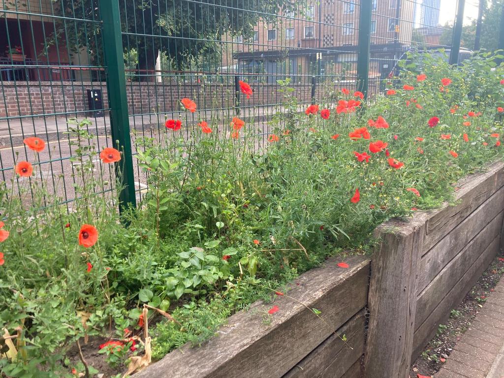 RobCaseyWCT's tweet photo. Hugh Myddelton School planted the seeds donated by @WaterConsvTrust to attract pollinating insects with fantastic results. This increases pollinators and via the Citizen Science project enables children to understand the importance of pollination and the different pollinators https://t.co/5sGBnhFtxc