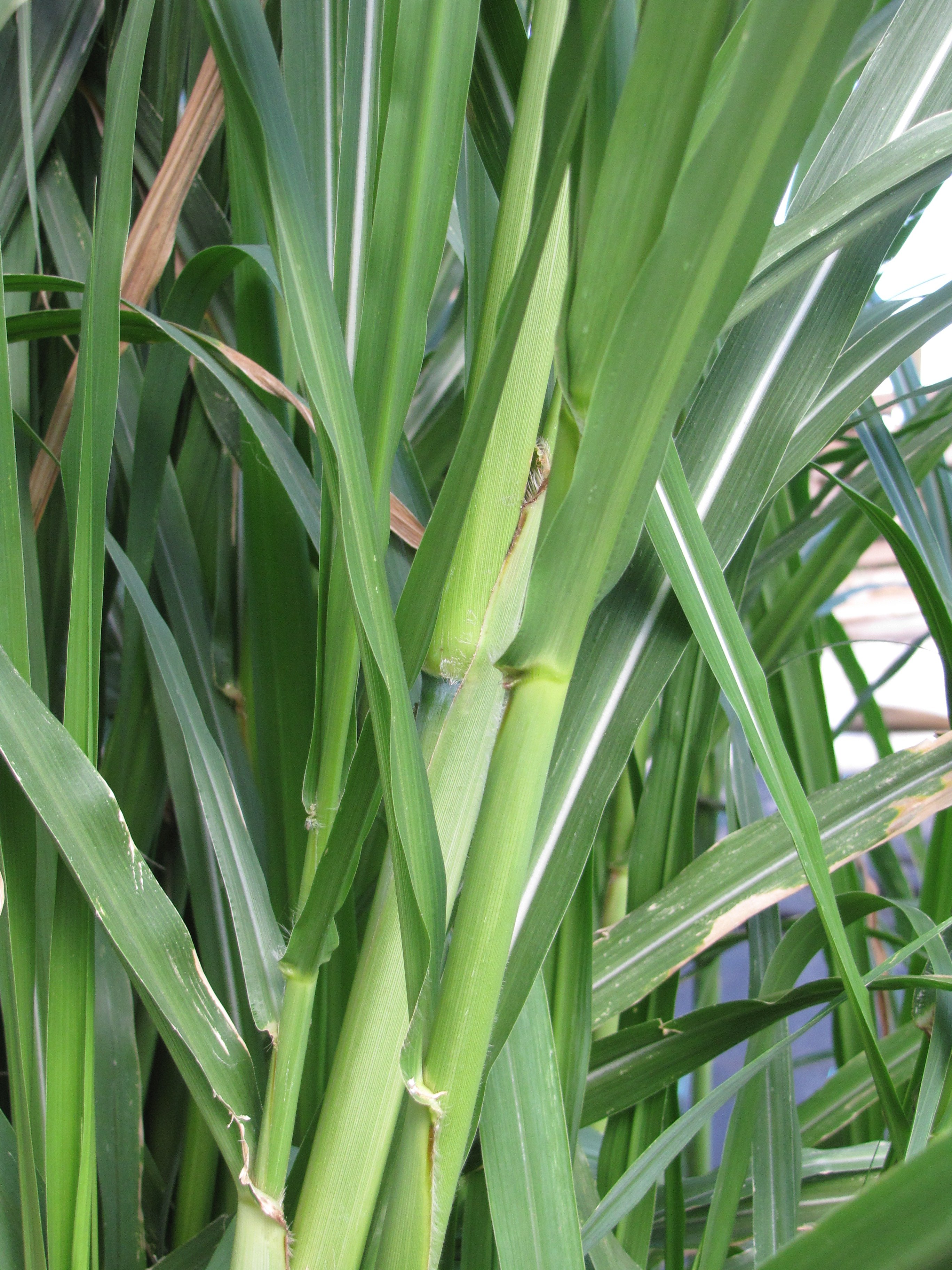 How to Plant Napier grass