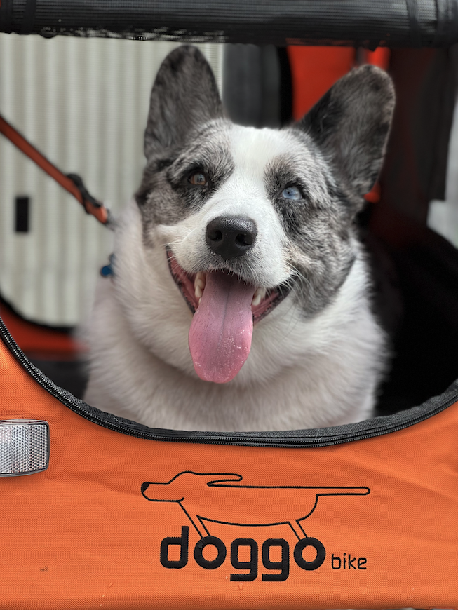 thebikedr's tweet photo. Take your furry friend on the go with doggo trailers! Now available in-store and for ordering! 🐶🚴 https://t.co/ZEFsVI1qZw