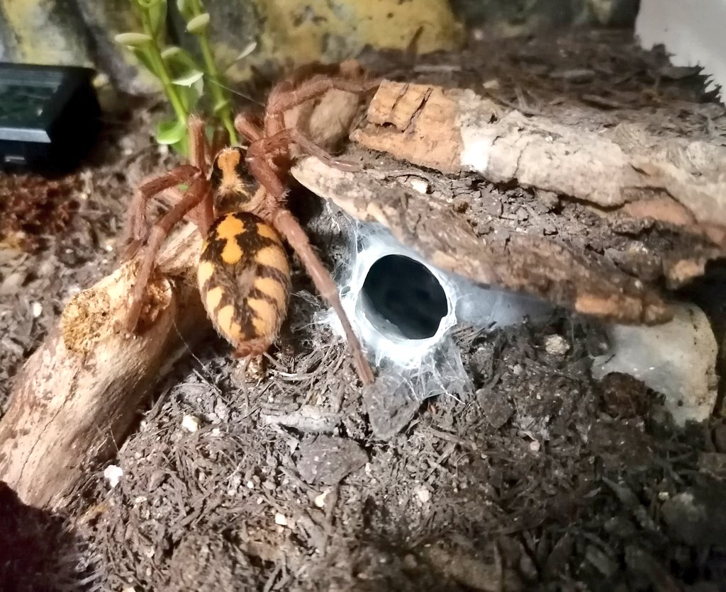 DailyTarantulas's tweet photo. Rare photo of my #Hapalopus colombia. I like her stunning colors. Sadly, she is a not very visible #Tarantula. I mostly find her hiding, only some legs outside, checking for a snack passing by. https://t.co/JWH3FlhtWI