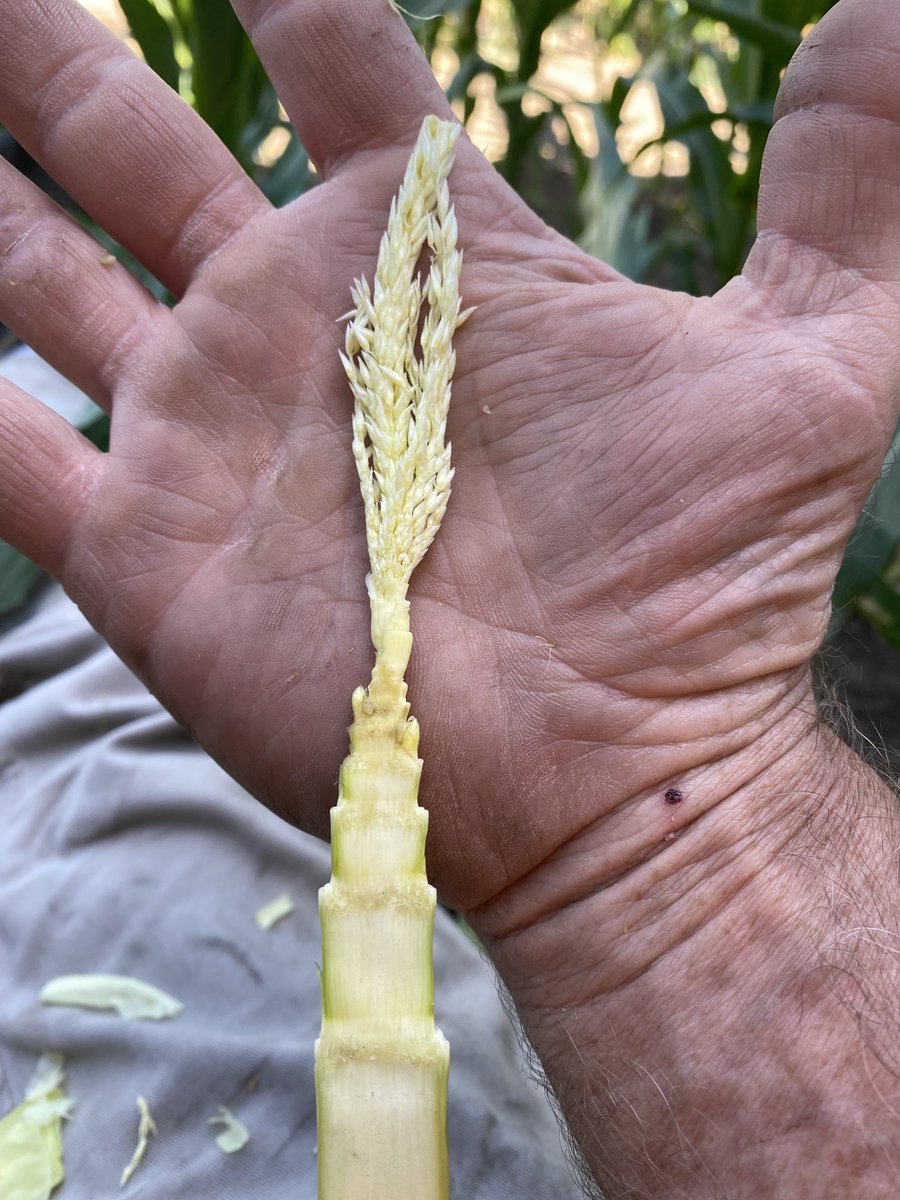Inside a V7 cornstalk. The ears at this stage are setting number of rows around. If you zoom in on the ears you can count them. 
NOT!
It is an amazing plant. Thankful for the past rain!  More on order!
⁦<a href="/PrecisionPlant/">Precision Planting</a>⁩ ⁦<a href="/Asgrow_DEKALB/">DEKALB Asgrow Seed</a>⁩