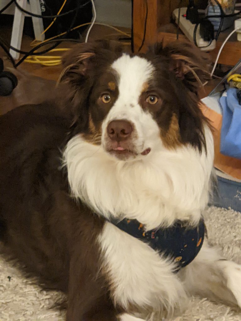 _Hi_im_luke's tweet photo. Hi hi I am Luke I am a good boy I want make friend will you be friend?
#dog #iamadog https://t.co/ybHng7BWSo