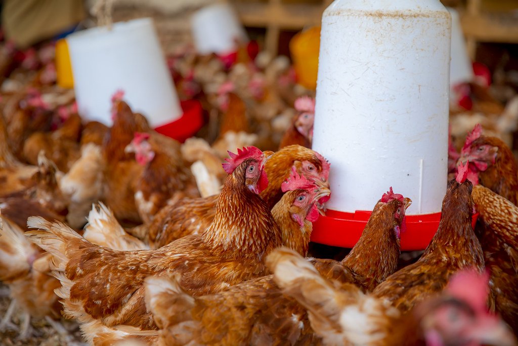 GagaUwera's tweet photo. Can you join poultry if you get capital? https://t.co/gVWf3is5JY