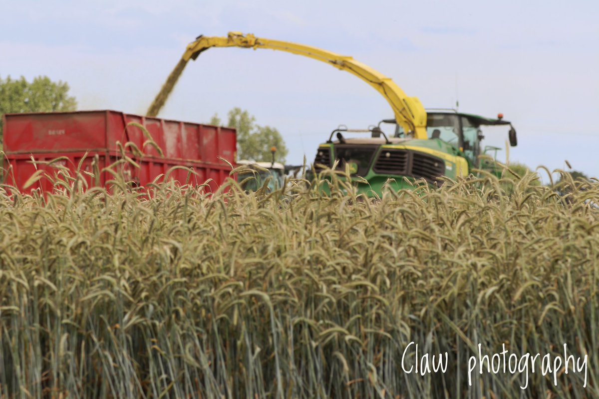 cwatlow2012's tweet photo. Rye harvest 2022 underway
@LukePatersonAg @Rotam_UK #RotamPhoto @FarmingUK #norfolkfarming #farming #farmphotos #photographer @Agriline https://t.co/xgPJJVv4ns