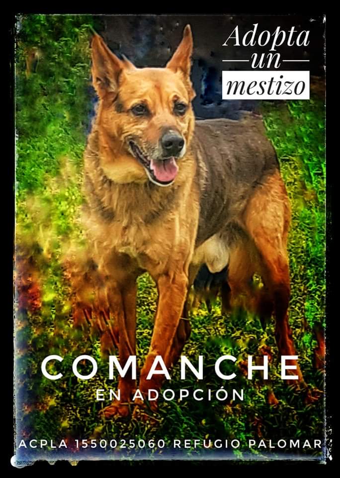 ACPLA - Asociacion Civil Por Los Animales tweet media