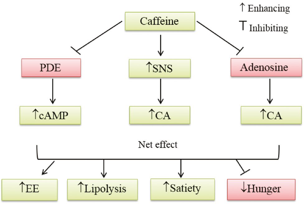 IberianCitizen's tweet photo. Efecto de la cafeína en el equilibrio energético
👉El papel de la cafeína en la termogénesis y la ingesta de energía.
#café ☕️
⬆️Gasto energético
⬆️Lipólisis
⬆️Saciedad
⬇️Hambre
https://t.co/5K3F2uD6j8 https://t.co/wbx3xUNajj
