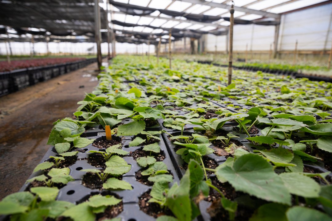 World Tree tweet media