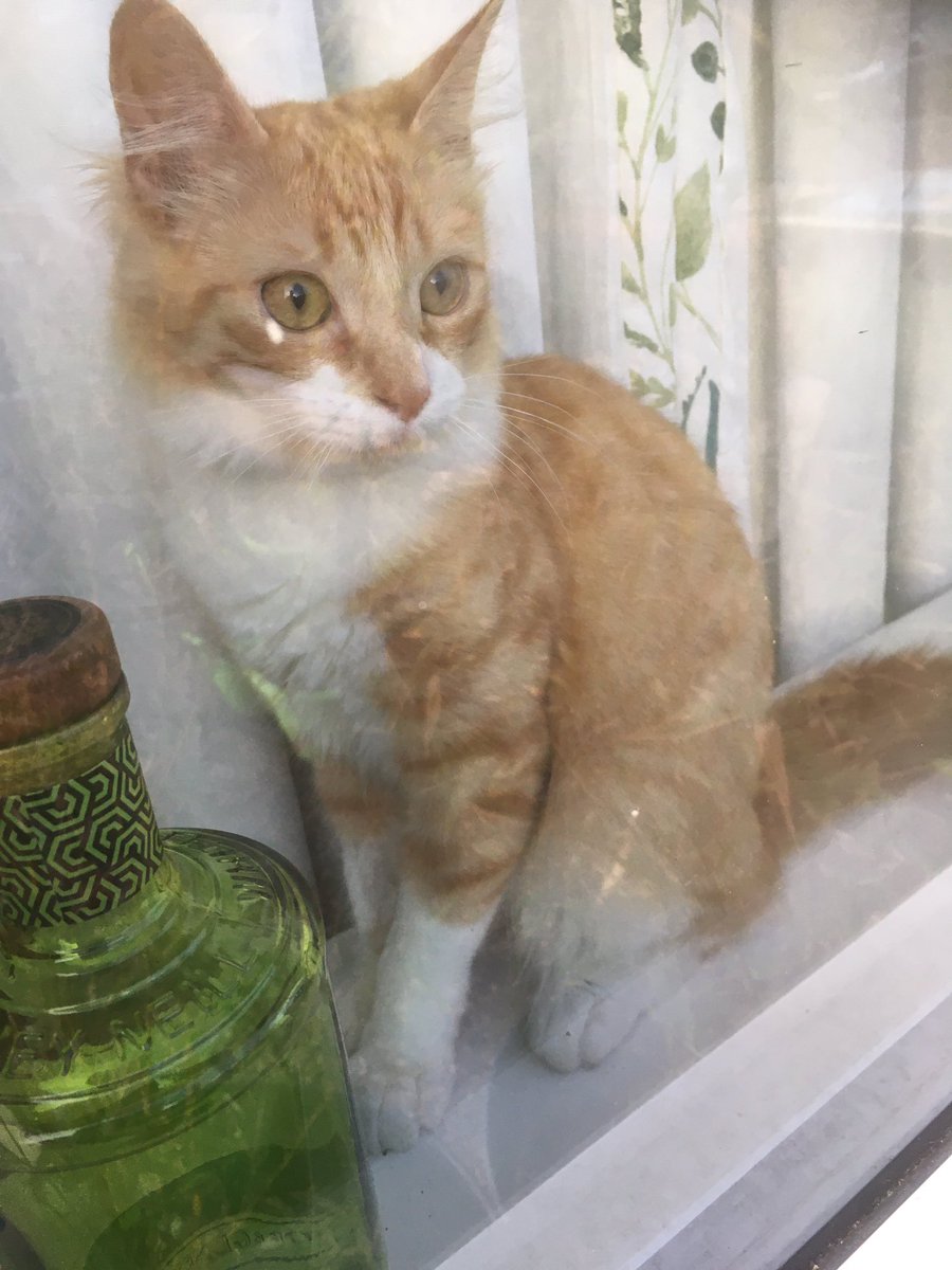 GodsJoyCat's tweet photo. Myz #hedgewatch although teenager says it a #ginwatch https://t.co/YWJi349UWD