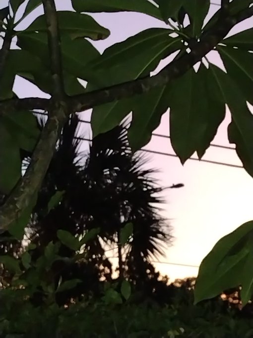 I wish I got up and took the pic. But my sun rise was orange pink n purple. It was beautiful. https://t<a href="/tag/bigolive"class="tags"><span>#bigolive</span></a>