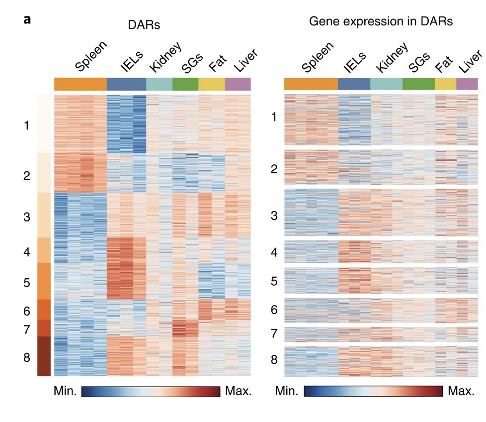 Goldrath and colleagues define the diversity of gene expression and genome accessibility in mouse CD8+ TRM cells in distinct tissues and identify molecules critical forgeneration of CD8+ TRM cells in response to acute viral infection rdcu.be/cQvjq