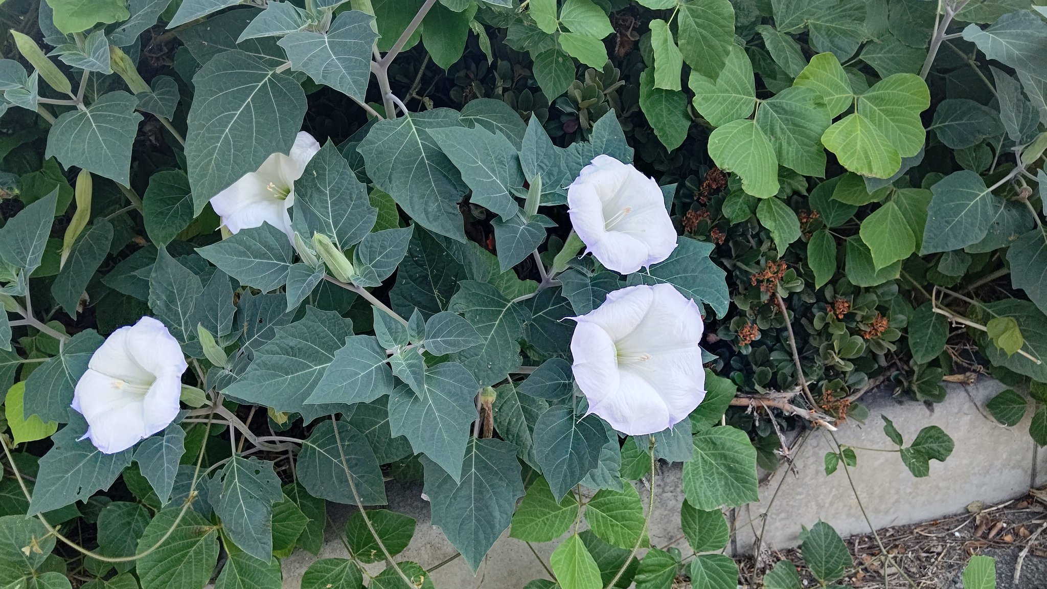 تويتر مشاهدة تغريدة New Kurage 317 على Twitter