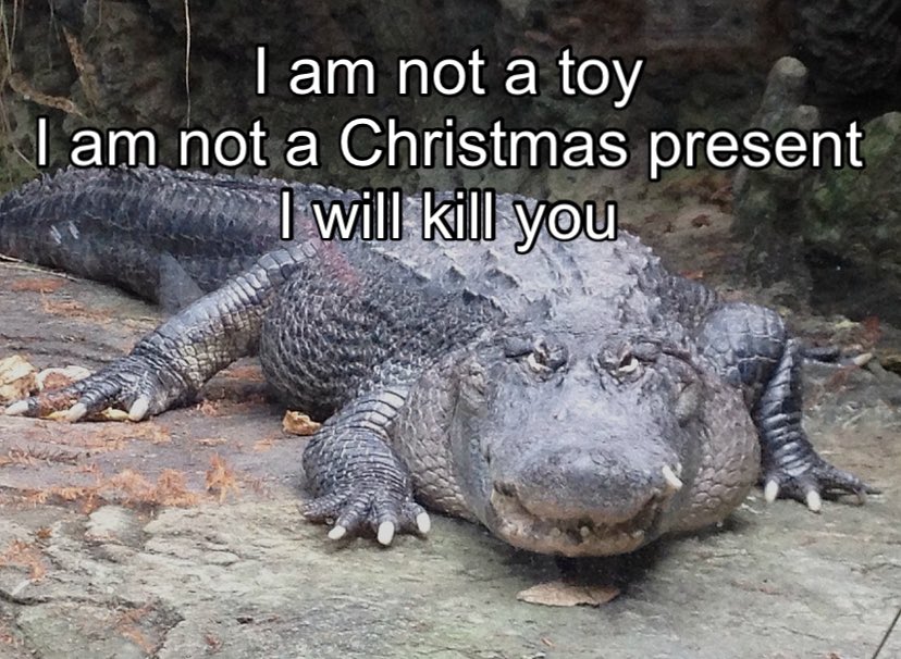 Gators Daily 🐊 (@gatorsdaily) on Twitter photo 