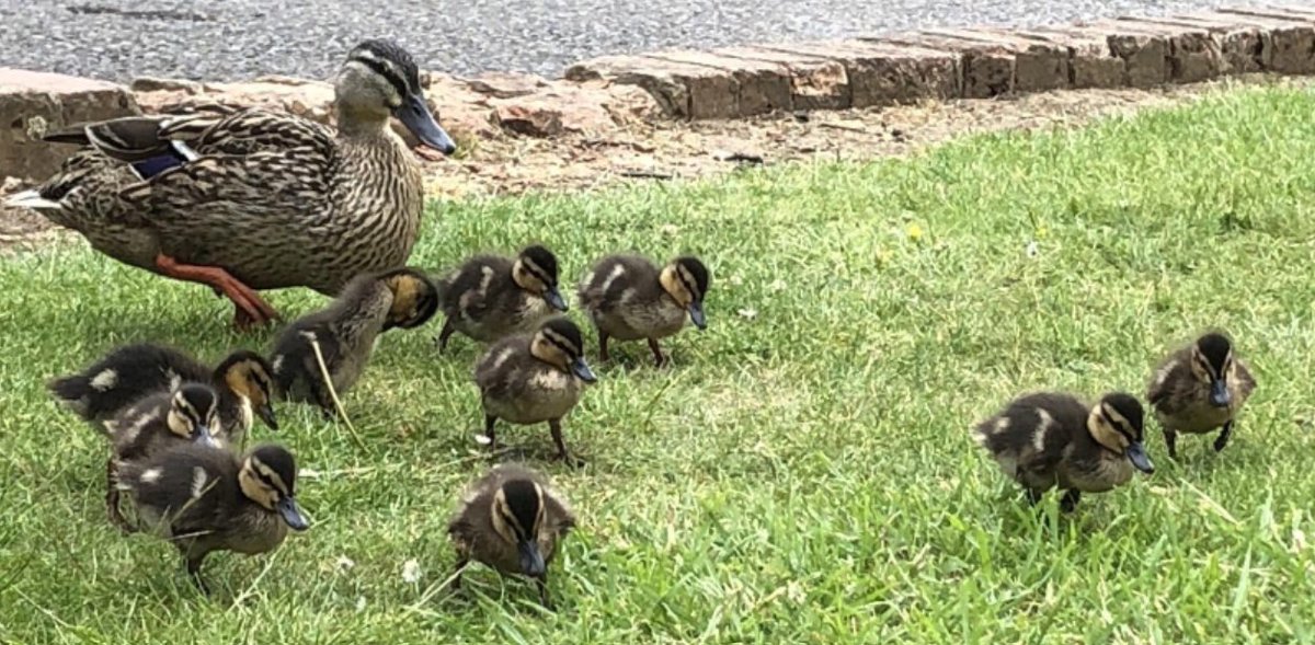 Day 26 #30DaysWild @SHINEmulti @Nottswildlife Hattie's daddy had a surprise visit for lunch on his birthday