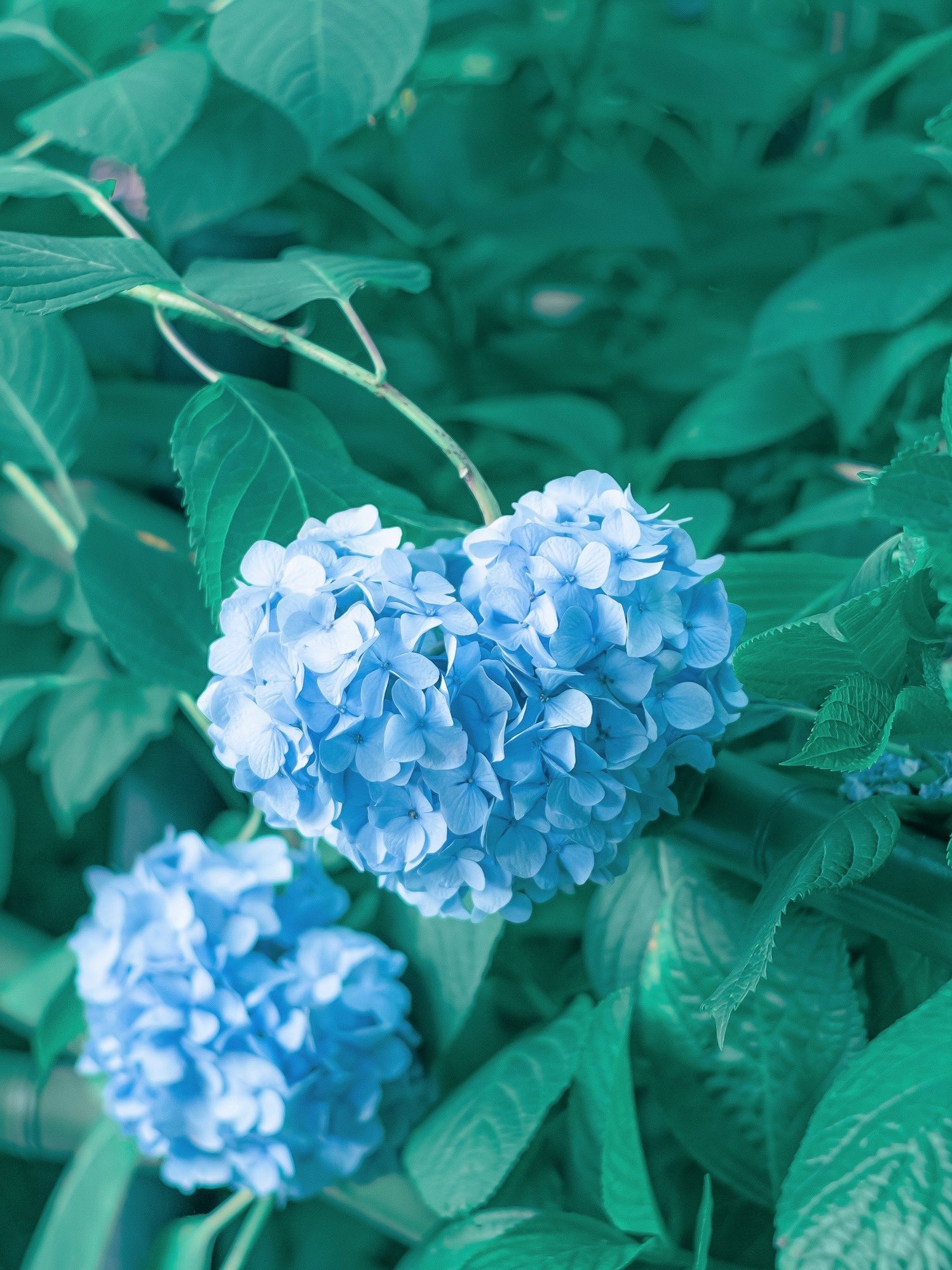 かげのこ 花の写真家 プレゼントです ハートの紫陽花をスマホの壁紙にすると 好きな人から連絡がくる 好きな人と仲良くなれる 付き合ってた人とよりを戻せる 恋の願いが叶う など恋愛運が上がると言われてます 偶然にも撮れちゃったので