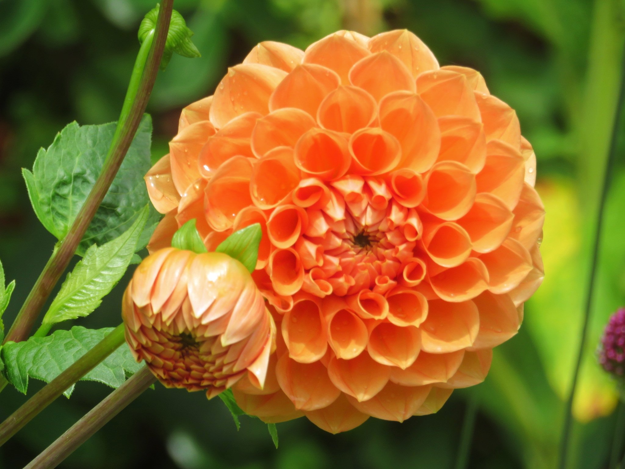 ポンポン咲き Twitter Search Twitter